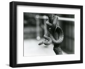 A Texas Rat Snake Coiled around an Almost Vertical Branch at London Zoo in August 1928 (B/W Photo)-Frederick William Bond-Framed Giclee Print