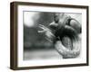 A Texas Rat Snake Gaping, While Coiled Aroung a near Vertical Branch, London Zoo, August 1928 (B/W-Frederick William Bond-Framed Giclee Print