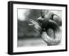 A Texas Rat Snake Gaping, While Coiled Aroung a near Vertical Branch, London Zoo, August 1928 (B/W-Frederick William Bond-Framed Giclee Print