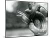 A Texas Rat Snake Gaping, While Coiled Aroung a near Vertical Branch, London Zoo, August 1928 (B/W-Frederick William Bond-Mounted Giclee Print