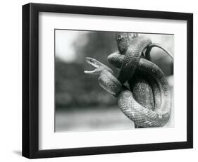 A Texas Rat Snake Gaping, While Coiled Aroung a near Vertical Branch, London Zoo, August 1928 (B/W-Frederick William Bond-Framed Giclee Print