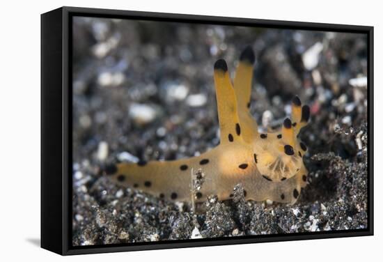 A Thecacera Nudibranch Crawls across the Seafloor-Stocktrek Images-Framed Stretched Canvas