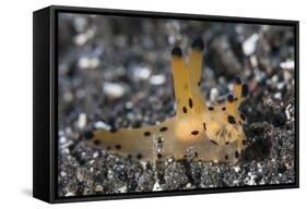 A Thecacera Nudibranch Crawls across the Seafloor-Stocktrek Images-Framed Stretched Canvas