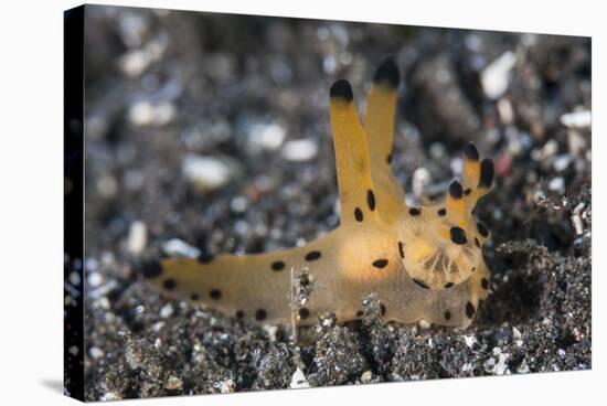 A Thecacera Nudibranch Crawls across the Seafloor-Stocktrek Images-Stretched Canvas