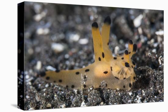 A Thecacera Nudibranch Crawls across the Seafloor-Stocktrek Images-Stretched Canvas