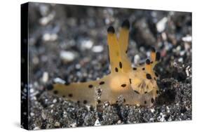 A Thecacera Nudibranch Crawls across the Seafloor-Stocktrek Images-Stretched Canvas