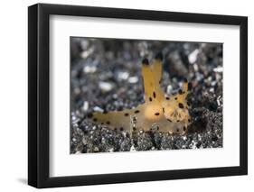 A Thecacera Nudibranch Crawls across the Seafloor-Stocktrek Images-Framed Photographic Print