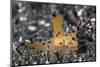 A Thecacera Nudibranch Crawls across the Seafloor-Stocktrek Images-Mounted Photographic Print