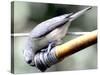 A Thirsty Tufted Titmouse Takes Advantage of a Dripping Garden Hose for an Afternoon Drink-null-Stretched Canvas