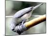 A Thirsty Tufted Titmouse Takes Advantage of a Dripping Garden Hose for an Afternoon Drink-null-Mounted Photographic Print