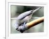 A Thirsty Tufted Titmouse Takes Advantage of a Dripping Garden Hose for an Afternoon Drink-null-Framed Photographic Print