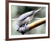 A Thirsty Tufted Titmouse Takes Advantage of a Dripping Garden Hose for an Afternoon Drink-null-Framed Photographic Print