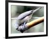 A Thirsty Tufted Titmouse Takes Advantage of a Dripping Garden Hose for an Afternoon Drink-null-Framed Photographic Print