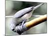 A Thirsty Tufted Titmouse Takes Advantage of a Dripping Garden Hose for an Afternoon Drink-null-Mounted Photographic Print