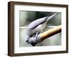 A Thirsty Tufted Titmouse Takes Advantage of a Dripping Garden Hose for an Afternoon Drink-null-Framed Photographic Print