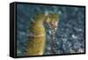 A Thorny Seahorse on the Seafloor of Lembeh Strait-Stocktrek Images-Framed Stretched Canvas