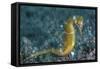 A Thorny Seahorse on the Seafloor of Lembeh Strait-Stocktrek Images-Framed Stretched Canvas