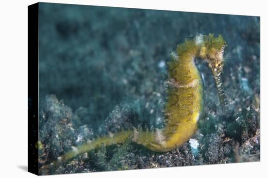 A Thorny Seahorse on the Seafloor of Lembeh Strait-Stocktrek Images-Stretched Canvas