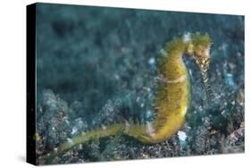 A Thorny Seahorse on the Seafloor of Lembeh Strait-Stocktrek Images-Stretched Canvas