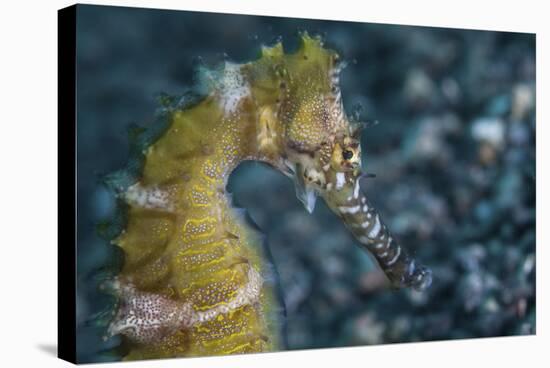 A Thorny Seahorse on the Seafloor of Lembeh Strait-Stocktrek Images-Stretched Canvas