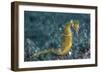 A Thorny Seahorse on the Seafloor of Lembeh Strait-Stocktrek Images-Framed Photographic Print