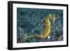 A Thorny Seahorse on the Seafloor of Lembeh Strait-Stocktrek Images-Framed Photographic Print