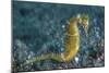 A Thorny Seahorse on the Seafloor of Lembeh Strait-Stocktrek Images-Mounted Photographic Print