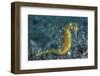 A Thorny Seahorse on the Seafloor of Lembeh Strait-Stocktrek Images-Framed Photographic Print