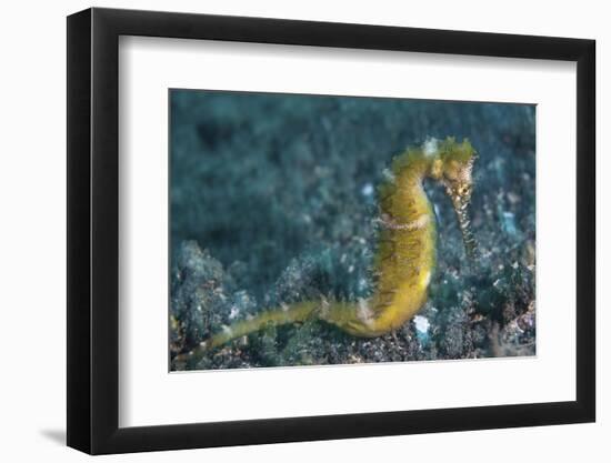 A Thorny Seahorse on the Seafloor of Lembeh Strait-Stocktrek Images-Framed Photographic Print