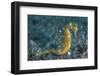 A Thorny Seahorse on the Seafloor of Lembeh Strait-Stocktrek Images-Framed Photographic Print