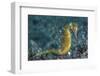 A Thorny Seahorse on the Seafloor of Lembeh Strait-Stocktrek Images-Framed Photographic Print