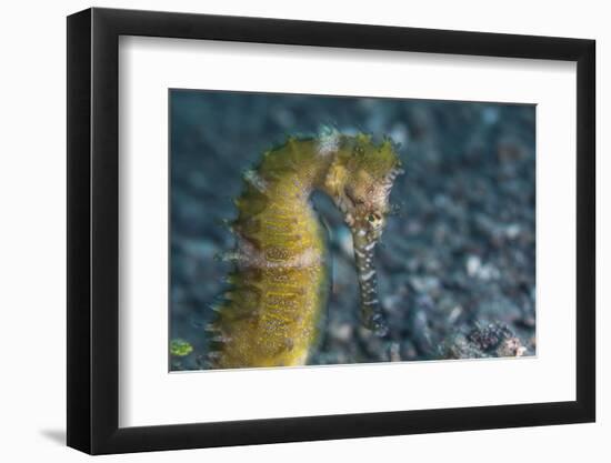 A Thorny Seahorse on the Seafloor of Lembeh Strait-Stocktrek Images-Framed Photographic Print