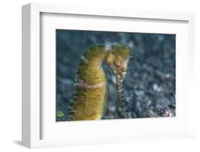 A Thorny Seahorse on the Seafloor of Lembeh Strait-Stocktrek Images-Framed Photographic Print