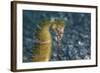 A Thorny Seahorse on the Seafloor of Lembeh Strait-Stocktrek Images-Framed Photographic Print