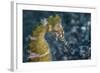 A Thorny Seahorse on the Seafloor of Lembeh Strait-Stocktrek Images-Framed Photographic Print