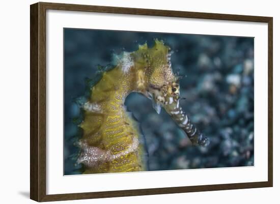 A Thorny Seahorse on the Seafloor of Lembeh Strait-Stocktrek Images-Framed Photographic Print