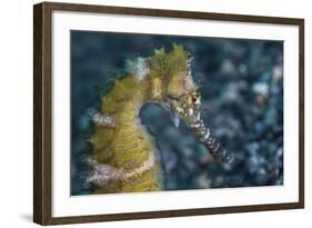 A Thorny Seahorse on the Seafloor of Lembeh Strait-Stocktrek Images-Framed Photographic Print