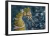 A Thorny Seahorse on the Seafloor of Lembeh Strait-Stocktrek Images-Framed Photographic Print