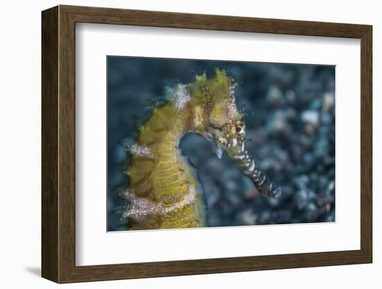 A Thorny Seahorse on the Seafloor of Lembeh Strait-Stocktrek Images-Framed Photographic Print