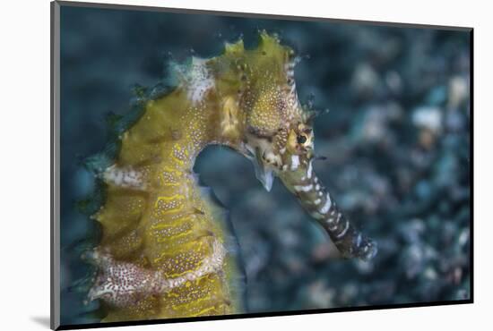 A Thorny Seahorse on the Seafloor of Lembeh Strait-Stocktrek Images-Mounted Photographic Print
