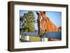 A Thoroughbred Horse, Lexington, Kentucky-Rona Schwarz-Framed Photographic Print