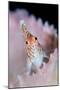 A threadfin hawkfish on a barrel sponge, Indonesia-Alex Mustard-Mounted Photographic Print