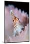 A threadfin hawkfish on a barrel sponge, Indonesia-Alex Mustard-Mounted Photographic Print