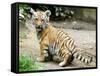 A Three Month Old Siberian Tiger Cub at the Duisberg Zoo in Germany-null-Framed Stretched Canvas