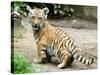 A Three Month Old Siberian Tiger Cub at the Duisberg Zoo in Germany-null-Stretched Canvas