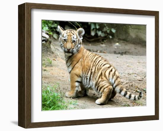 A Three Month Old Siberian Tiger Cub at the Duisberg Zoo in Germany-null-Framed Photo