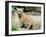 A Three Month Old Siberian Tiger Cub at the Duisberg Zoo in Germany-null-Framed Photo