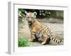 A Three Month Old Siberian Tiger Cub at the Duisberg Zoo in Germany-null-Framed Photo