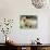 A Three Month Old Siberian Tiger Cub at the Duisberg Zoo in Germany-null-Photo displayed on a wall