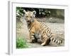 A Three Month Old Siberian Tiger Cub at the Duisberg Zoo in Germany-null-Framed Photo